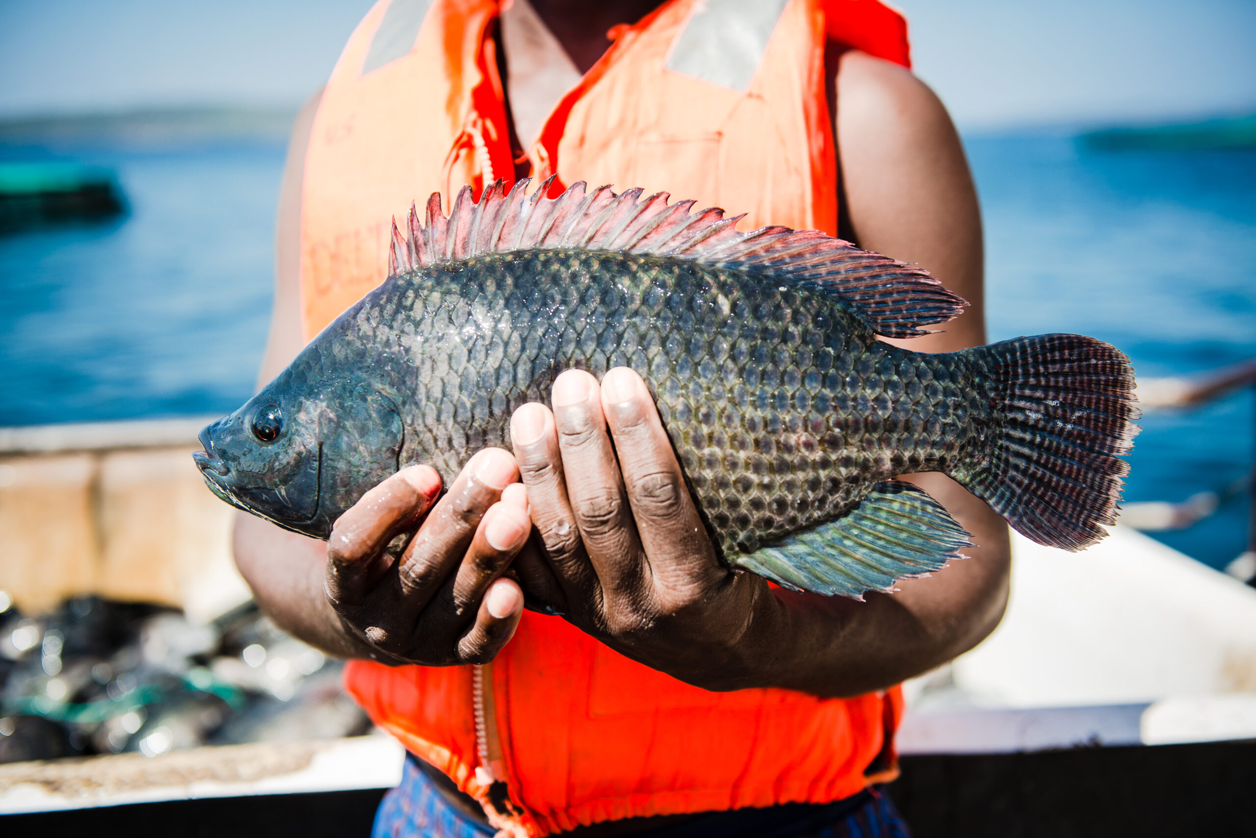 image for Creation of Firstwave, largest aquaculture platform in Sub-Saharan Africa